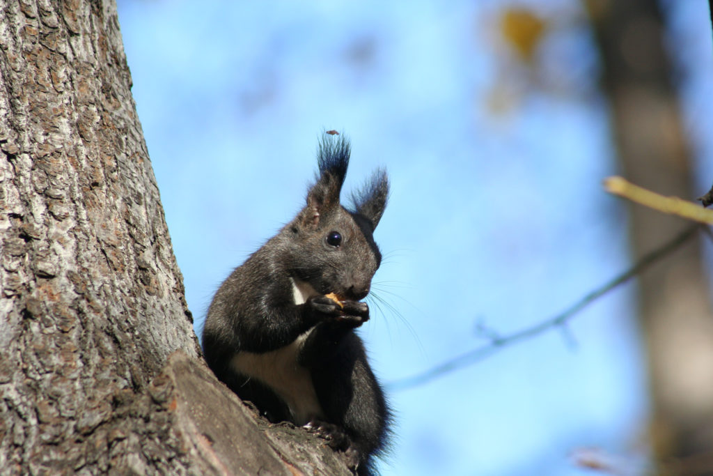 Squirrel used for making brushes