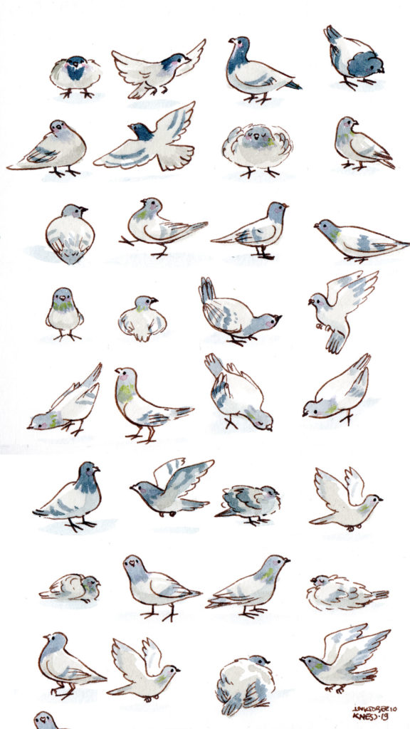 pigeons