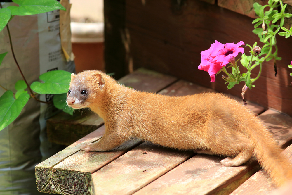 Kolinsky mink, killed for their fur and brushes