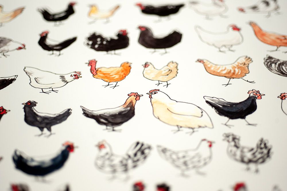 Dessin de poules, détail des formes et couleurs.
